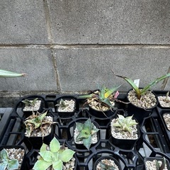 【決まりました】アガベ　詰め合わせの画像