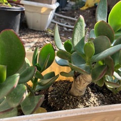 金のなる木の画像