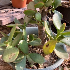 金のなる木の画像