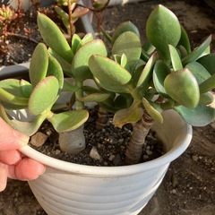 金のなる木の画像