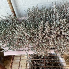 多肉系植物☘️の画像