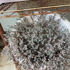 多肉系植物☘️の画像