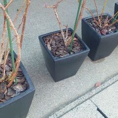 【愛好家の多いブルーベリー✨🎶✨】 立派な『ブルーベリーの成木（苗木）』◐高さ 約１５０センチ ◑鉢の直径 約４０センチ前後 の画像