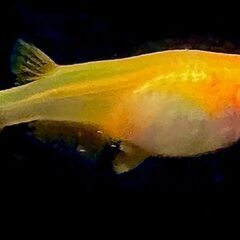 狛江市のメダカ販売｜お手頃価格で紅帝をお届け！の画像