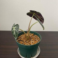 観葉植物　アロカシア　ベイビーの画像