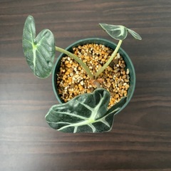 観葉植物　アロカシア　ベイビーの画像