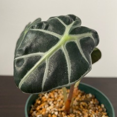 観葉植物　アロカシア　ベイビーの画像