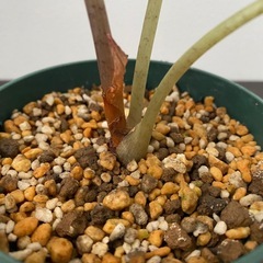 観葉植物　アロカシア　ベイビーの画像