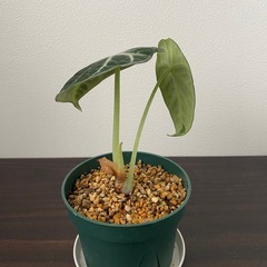 観葉植物　アロカシア　ニンジャの画像