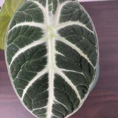 観葉植物　アロカシア　ニンジャの画像