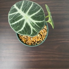 観葉植物　アロカシア　ニンジャの画像