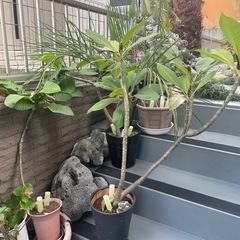 プルメリア　一鉢　1,000円です。の画像