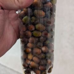 どんぐりの画像