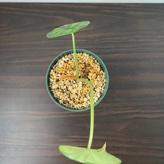 観葉植物　アロカシア　ドラゴンスケールの画像