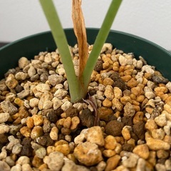 観葉植物　アロカシア　ドラゴンスケールの画像