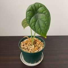 観葉植物　アロカシア　ドラゴンスケールの画像