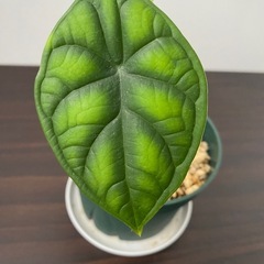 観葉植物　アロカシア　ドラゴンスケールの画像