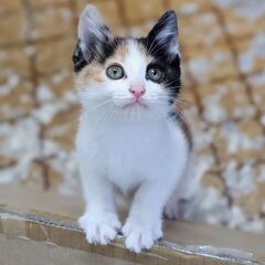 里親さんを探しています。三毛の女の子です。