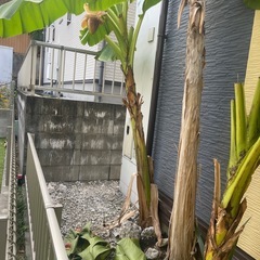 芭蕉　苗　庭からご自分で掘って抜ける方　の画像