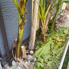 芭蕉　苗　庭からご自分で掘って抜ける方　の画像
