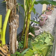 芭蕉　苗　庭からご自分で掘って抜ける方　の画像