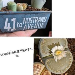 多肉植物/リトープス（ペブルプランツ）大小5苗の画像