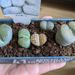 多肉植物/リトープス（ペブルプランツ）大小5苗の画像
