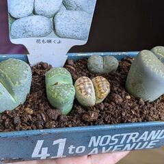 多肉植物/リトープス（ペブルプランツ）大小5苗の画像