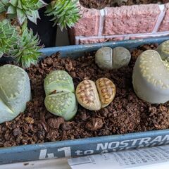 多肉植物/リトープス（ペブルプランツ）大小5苗の画像