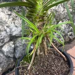 棘なしタコノキ★1Ｍ以上★子株たくさん★元気モリモリ根張り抜群★観葉植物の画像