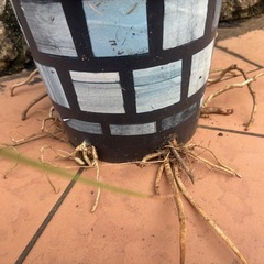 棘なしタコノキ★1Ｍ以上★子株たくさん★元気モリモリ根張り抜群★観葉植物の画像