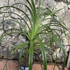 棘なしタコノキ★1Ｍ以上★子株たくさん★元気モリモリ根張り抜群★観葉植物の画像