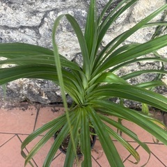 棘なしタコノキ★1Ｍ以上★子株たくさん★元気モリモリ根張り抜群★観葉植物の画像