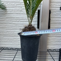 No.12 【鉢付き】丸いソテツの画像