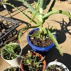 アロエ　ガーデン　ガーデニング 苗木5鉢の画像