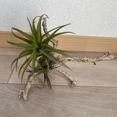 クラッシュゲート購入　フェイクグリーンの画像