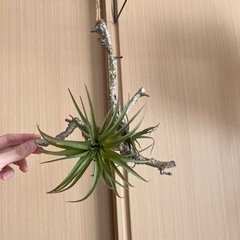 クラッシュゲート購入　フェイクグリーンの画像