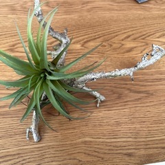 クラッシュゲート購入　フェイクグリーンの画像