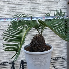 No.13【鉢付き】 大きいソテツの画像