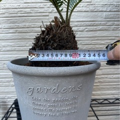 No.13【鉢付き】 大きいソテツの画像