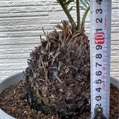 No.13【鉢付き】 大きいソテツの画像