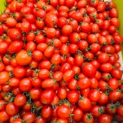 野菜　ミニトマト　小さめ　100g位　100円の画像