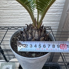 No.14 【鉢付き】ソテツ　小サイズの画像