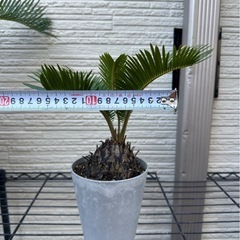 No.14 【鉢付き】ソテツ　小サイズの画像