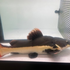 レッドテールキャットの画像