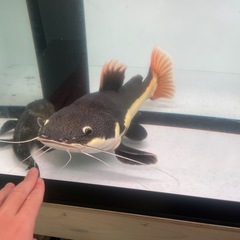 レッドテールキャットの画像