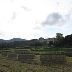 藁 2025年 天日干し うるち米の画像