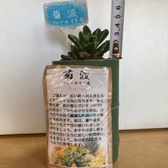 観葉植物(菊波)
の画像