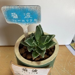 観葉植物(菊波)
の画像