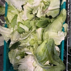 野菜の外葉、虫食い野菜
あげます！！の画像